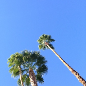 Palm Springs Paradise